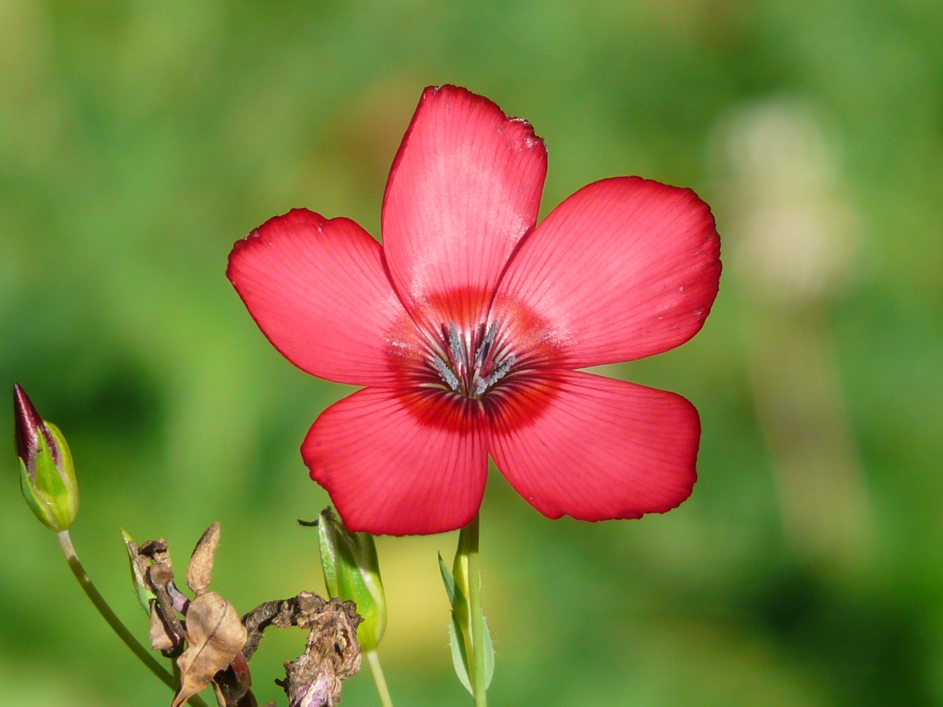Blossom, Flower, Red, Bloom, Red Lein, flower, red