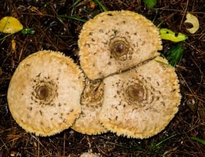 Boletus, Mushrooms, Fungi, Autumn, close-up, no people thumbnail