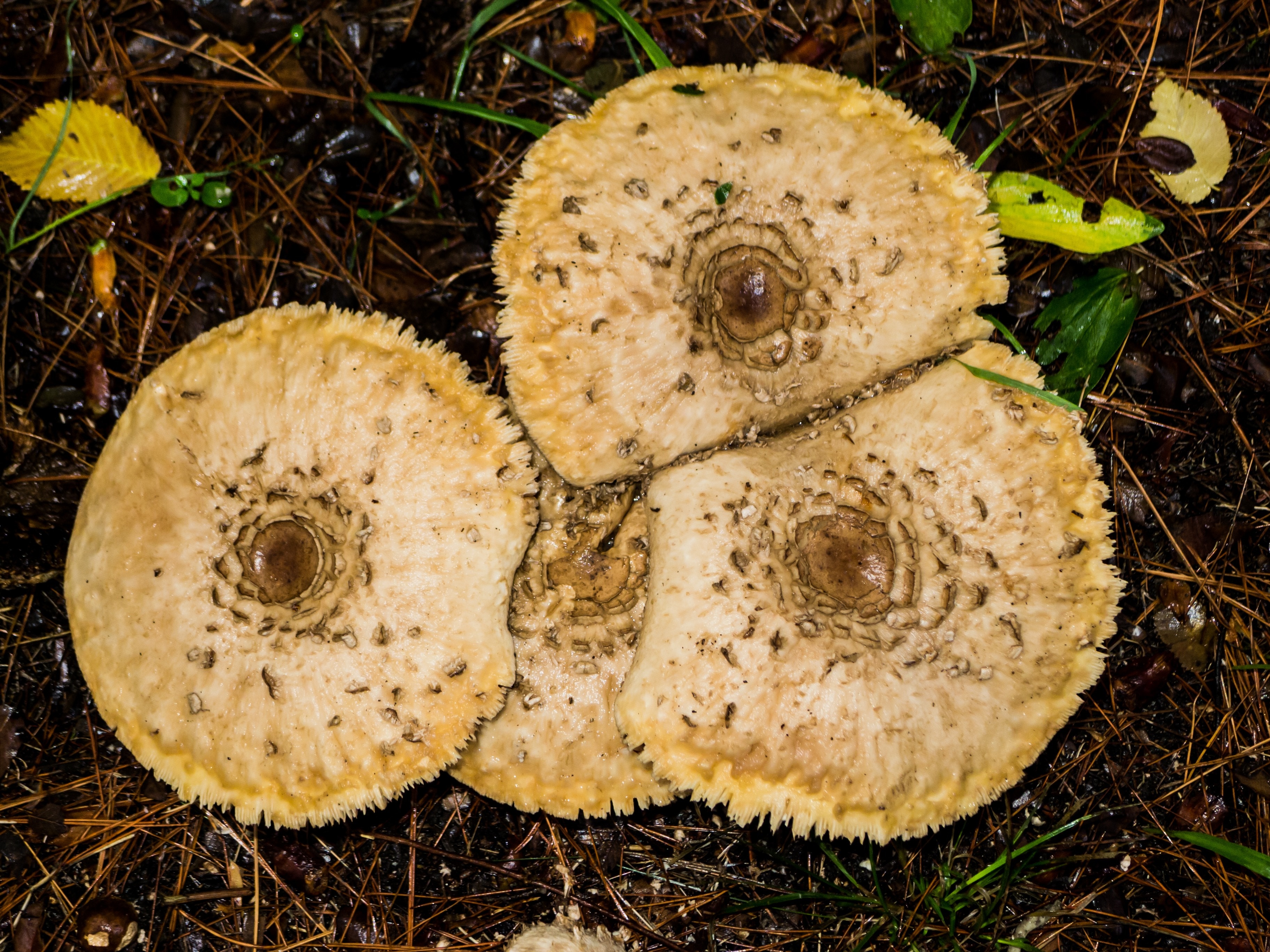 Boletus, Mushrooms, Fungi, Autumn, close-up, no people
