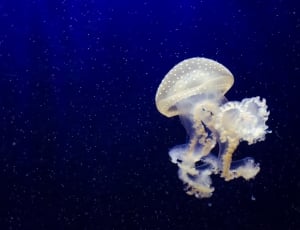Jellyfish, blue water thumbnail