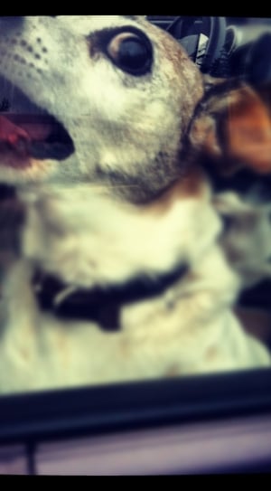 closeup photo of white short coated puppy thumbnail