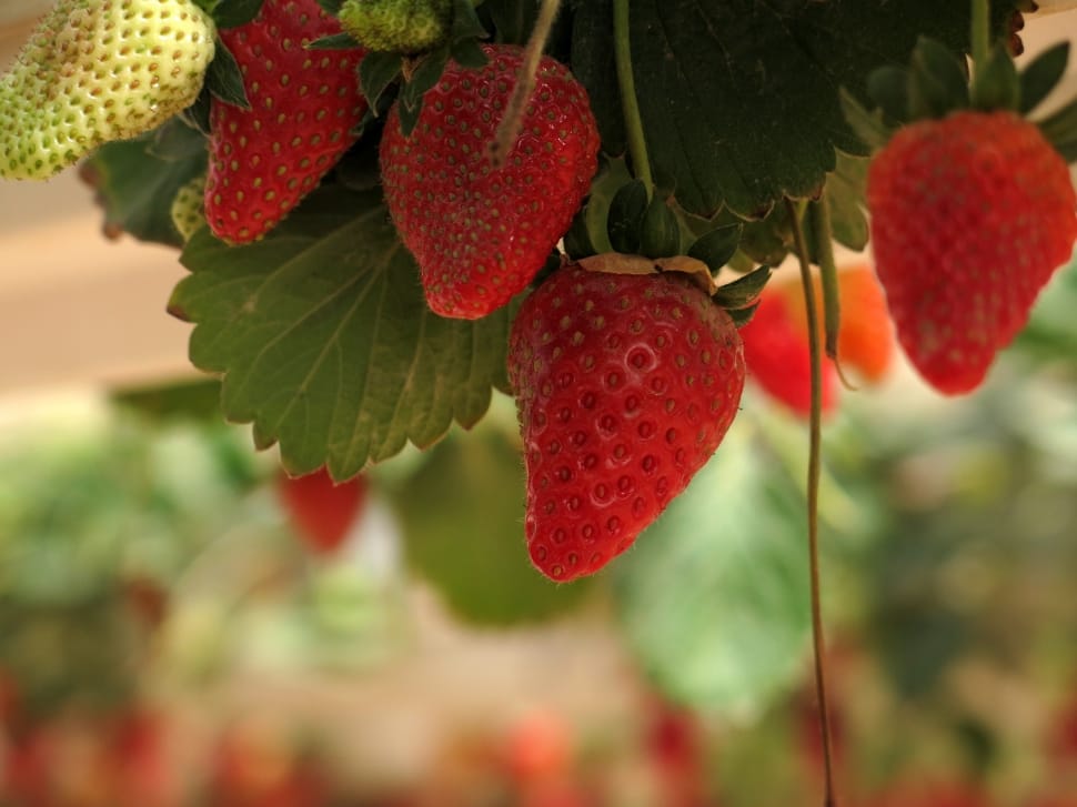 ripe strawberries on branch preview