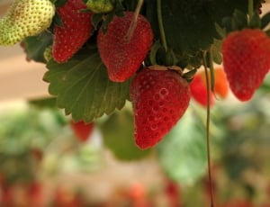 ripe strawberries on branch thumbnail