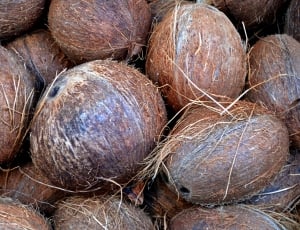 brown coconuts thumbnail