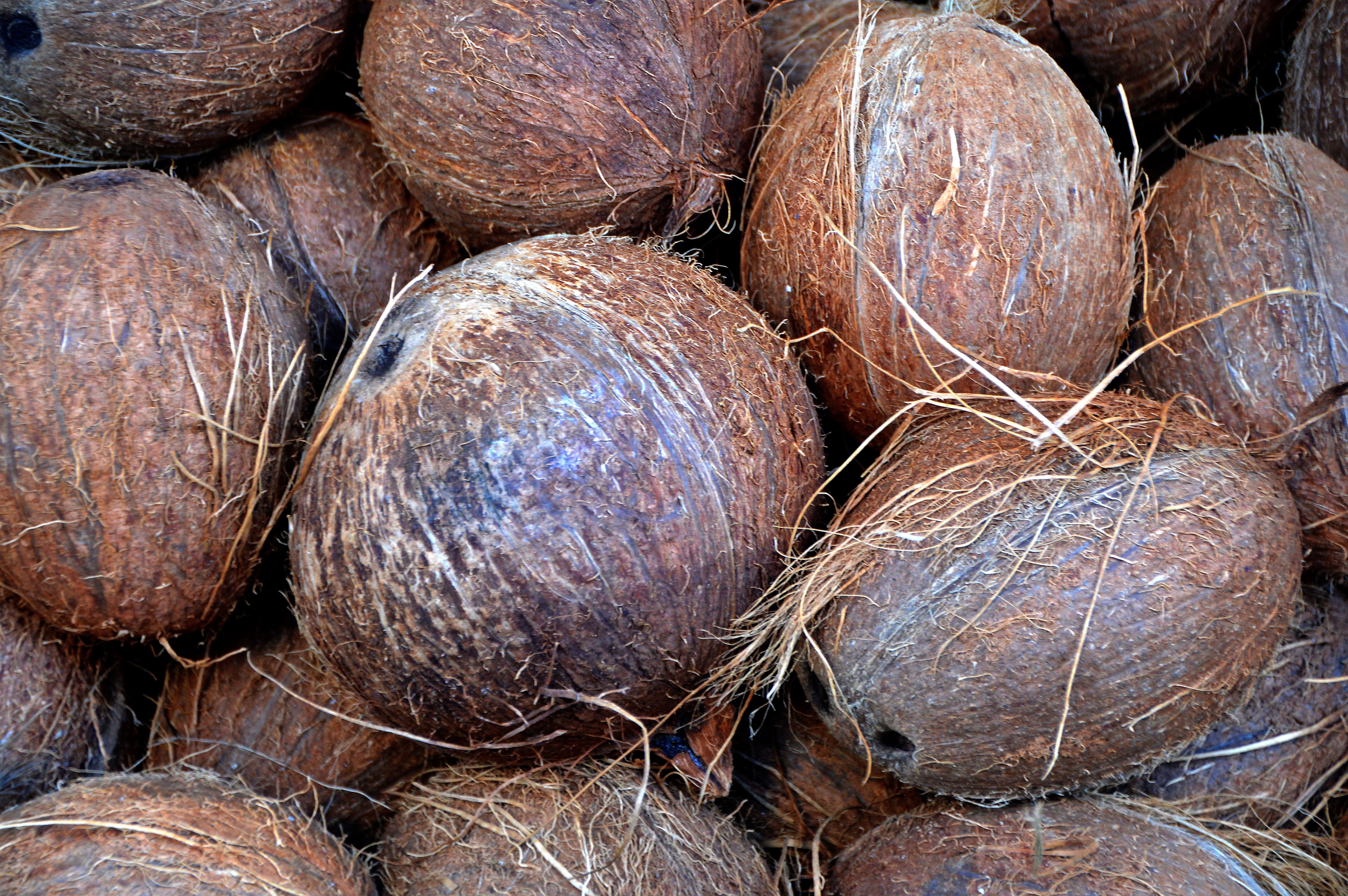 brown coconuts