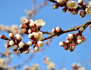white and red cherry blossom thumbnail