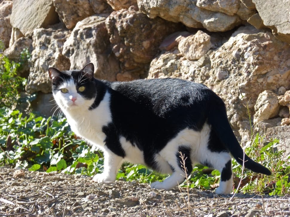 black and white bi color cat near gray rocks and green grasses during daytime preview