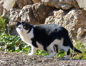 black and white bi color cat near gray rocks and green grasses during daytime thumbnail