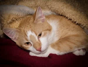 orange and black tabby cat on beige textile thumbnail