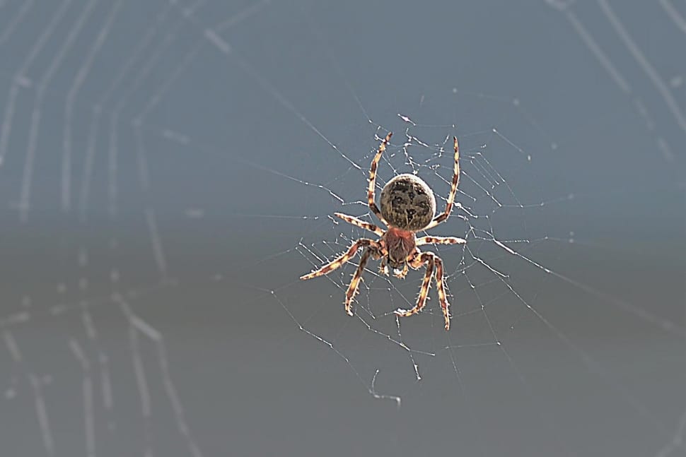 gray barn spider preview