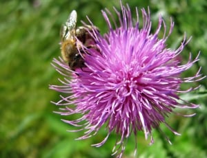 closeup photo of bee on the purple flower thumbnail