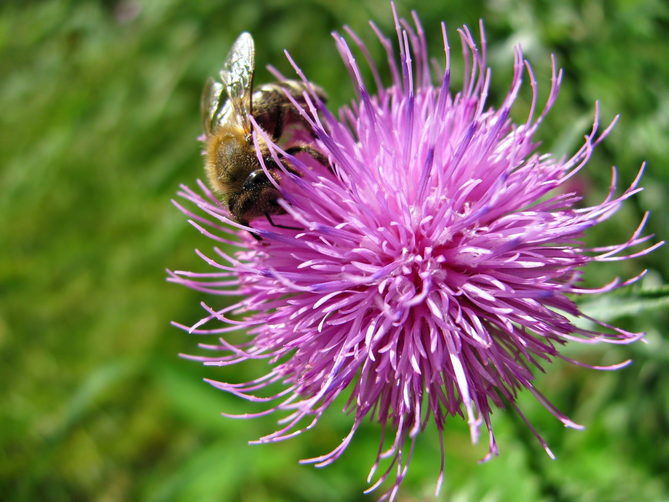 closeup photo of bee on the purple flower