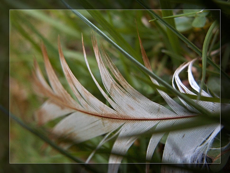 white and brown bird feather preview