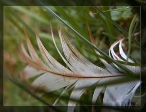 white and brown bird feather thumbnail