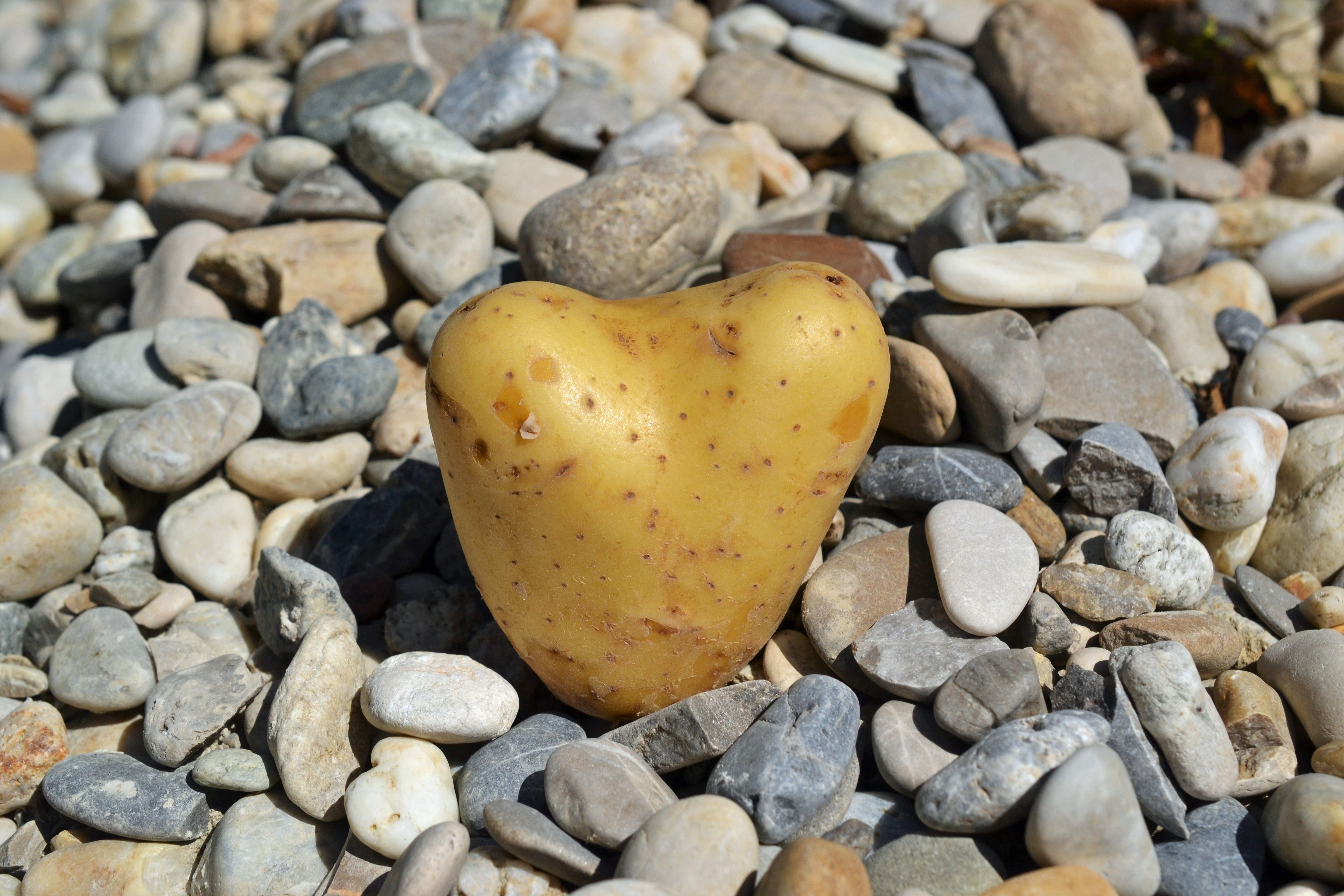 Potato, I Like You, Heart, Love, pebble, stone - object