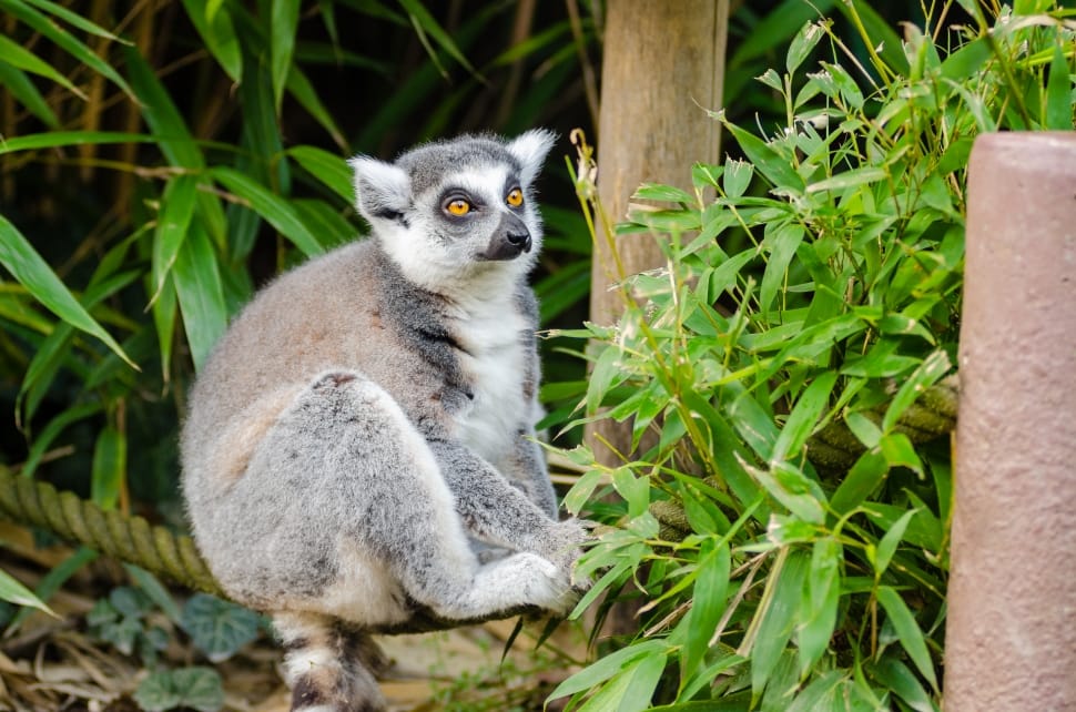 Ring-Tailed Lemur preview