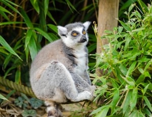 Ring-Tailed Lemur thumbnail