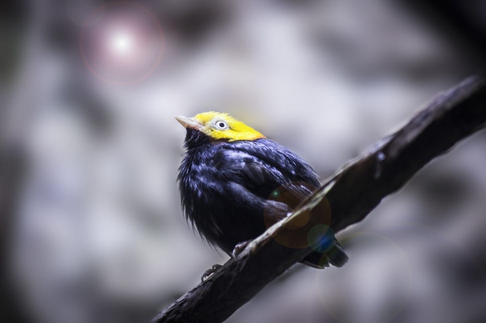 black and yellow bird on brown tree branch preview