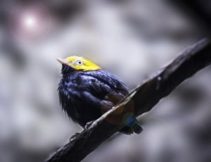 black and yellow bird on brown tree branch thumbnail