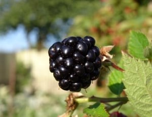blackberry thumbnail
