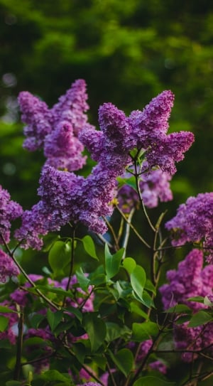 purple petaled flowers during daytime thumbnail