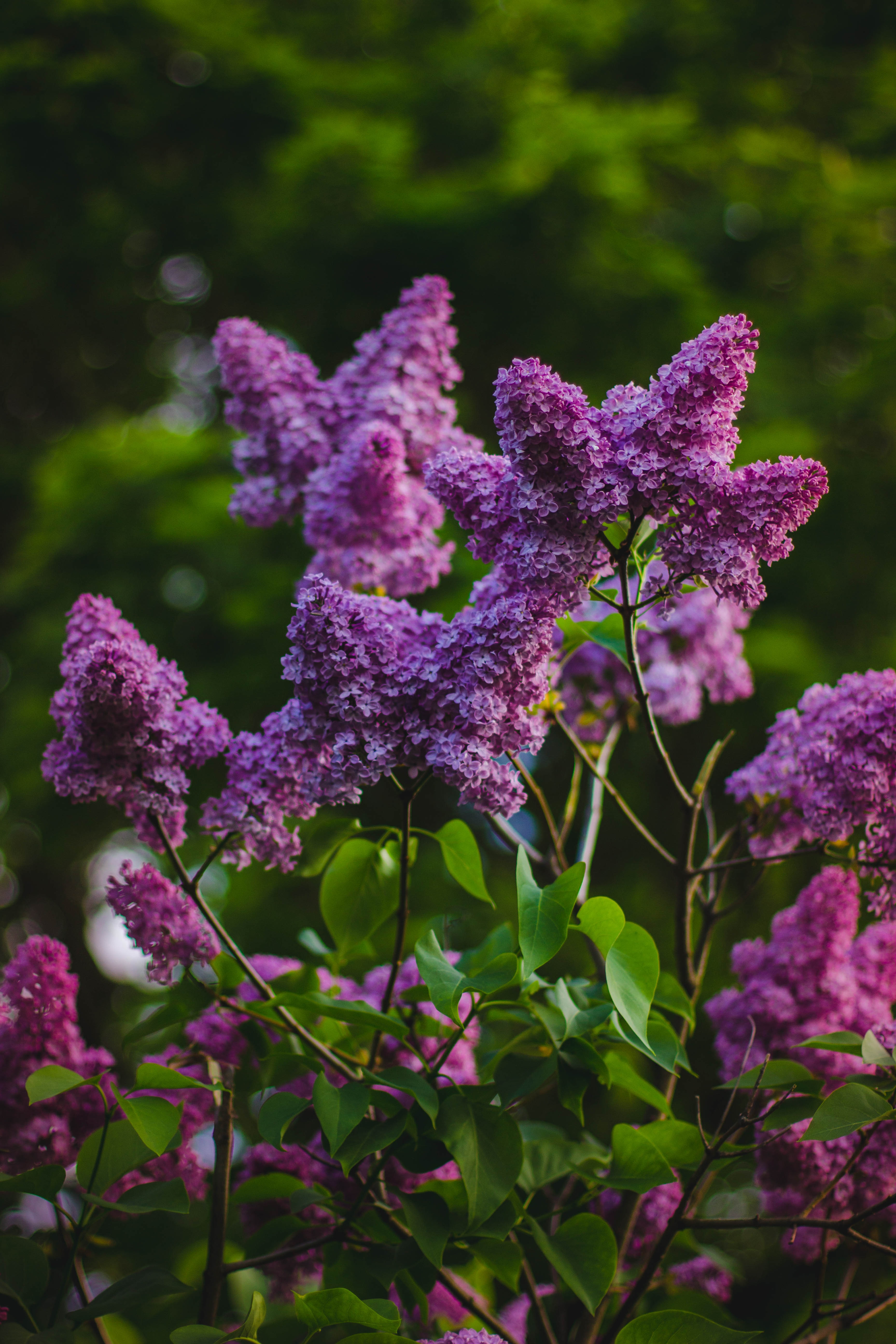 purple petaled flowers during daytime