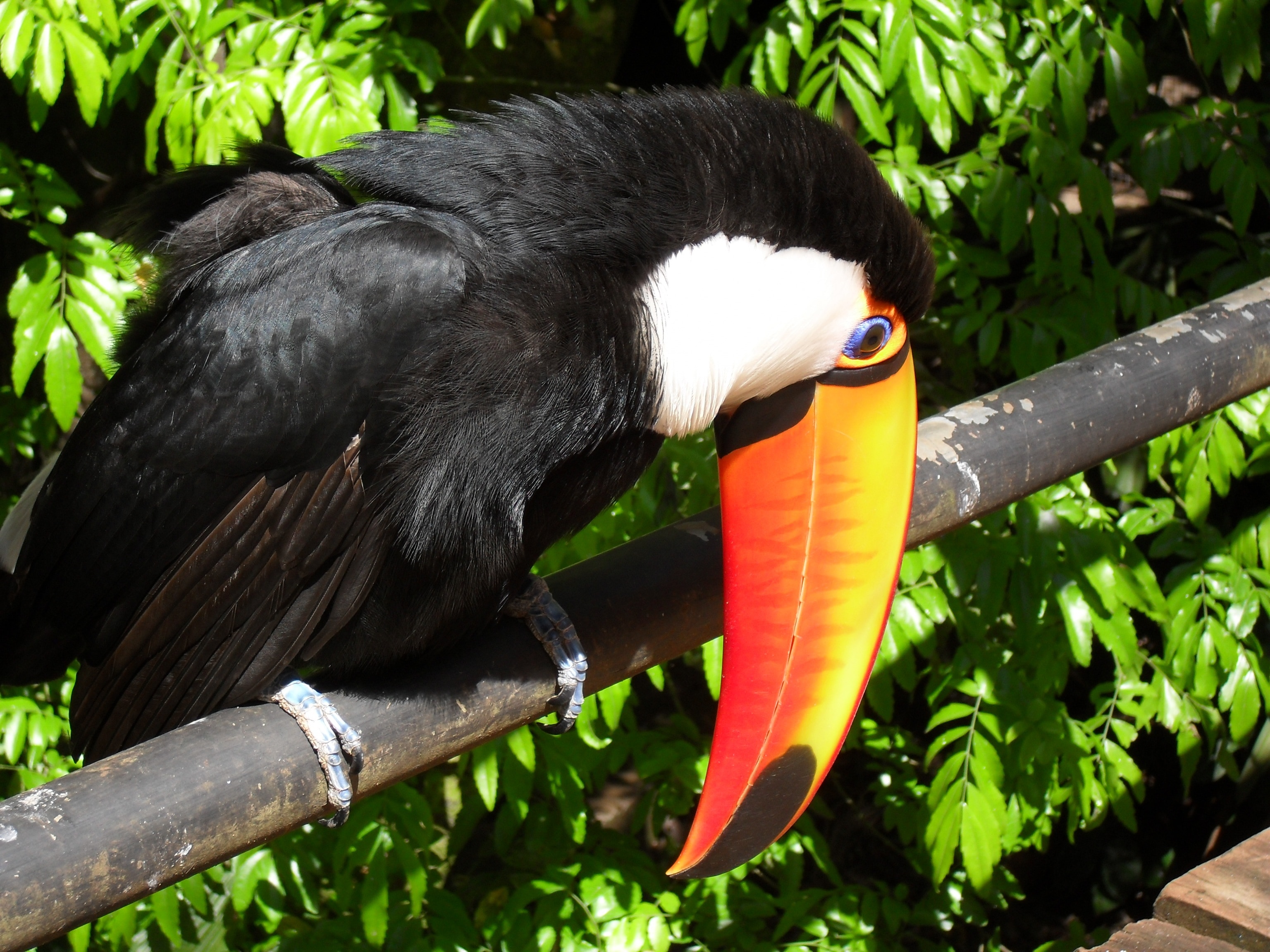 black and white tucan