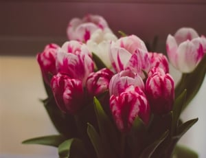 pink and white flowers in close-up photography thumbnail