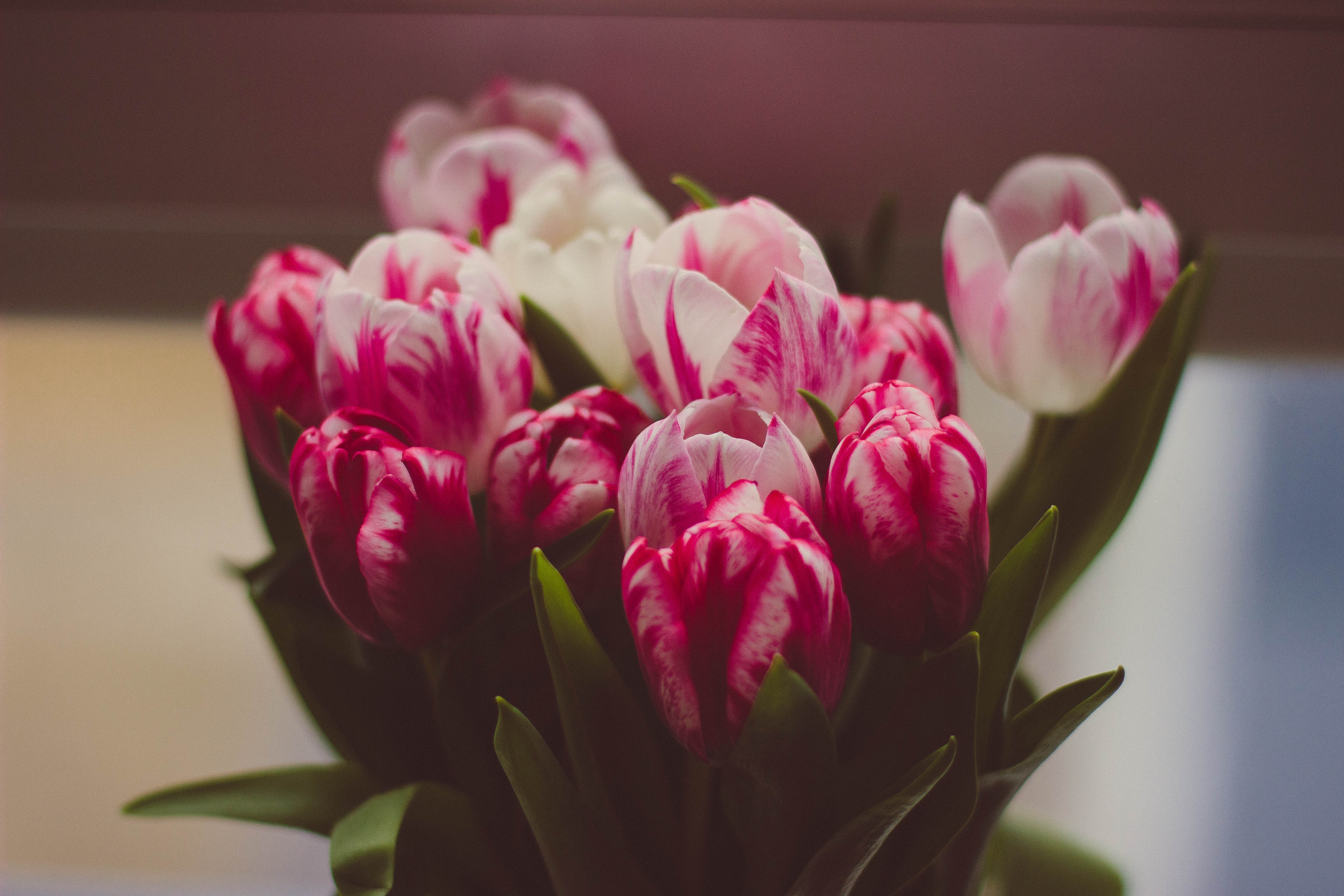 pink and white flowers in close-up photography