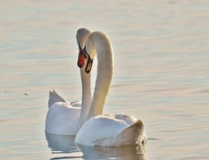 two white swan thumbnail