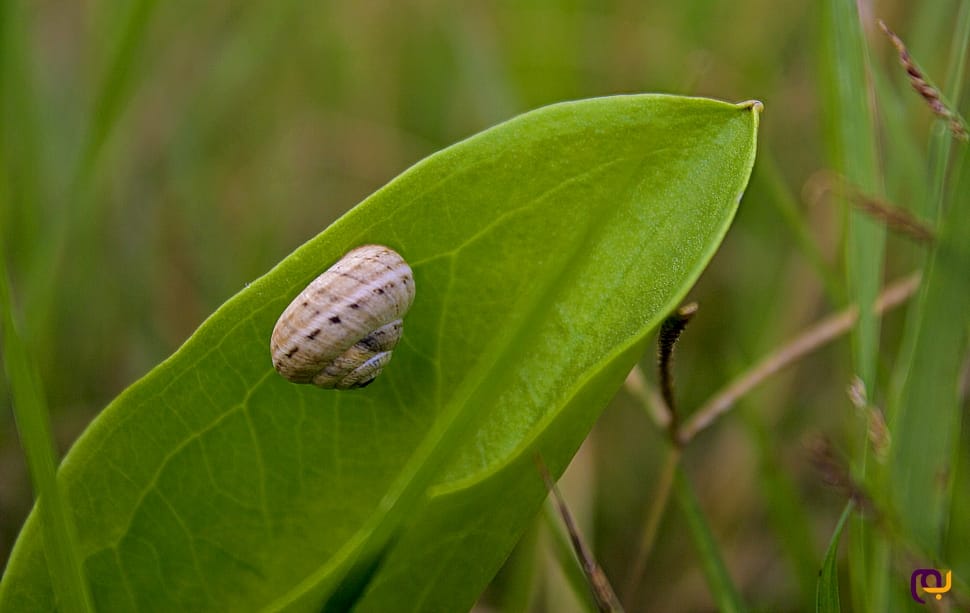 brown snail on green leaf during daytime preview