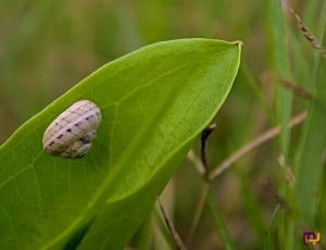 brown snail on green leaf during daytime thumbnail