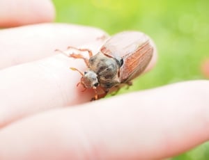 brown beetle thumbnail