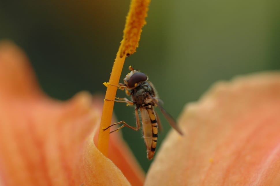 hover fly preview