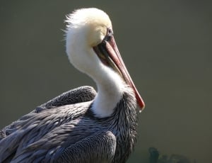 brown pelican thumbnail