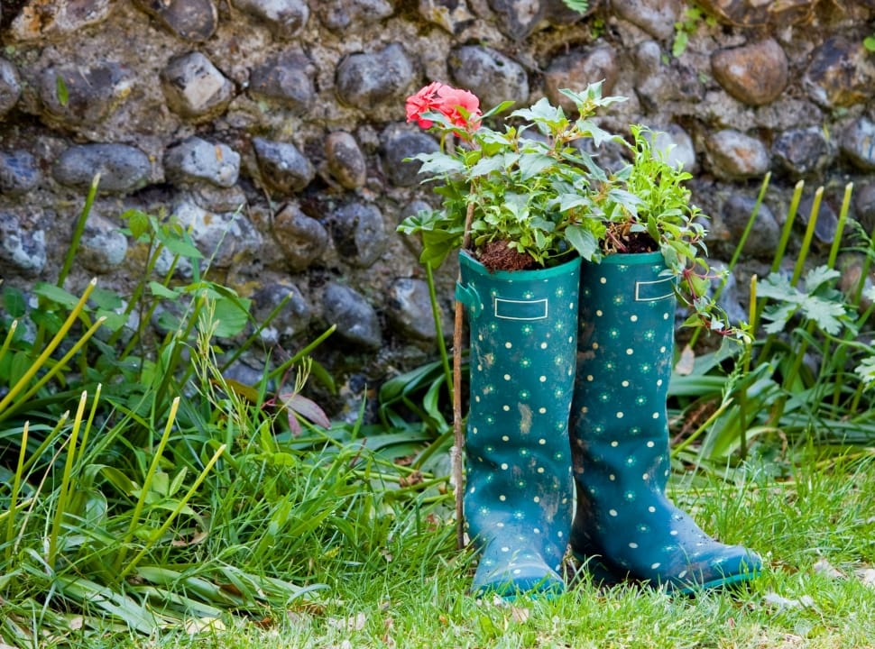 green polka dot rain boots filled with green leaf plant preview