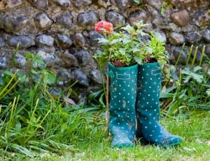 green polka dot rain boots filled with green leaf plant thumbnail
