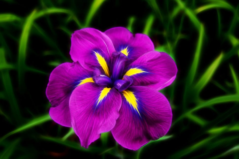 purple and yellow petaled flower preview