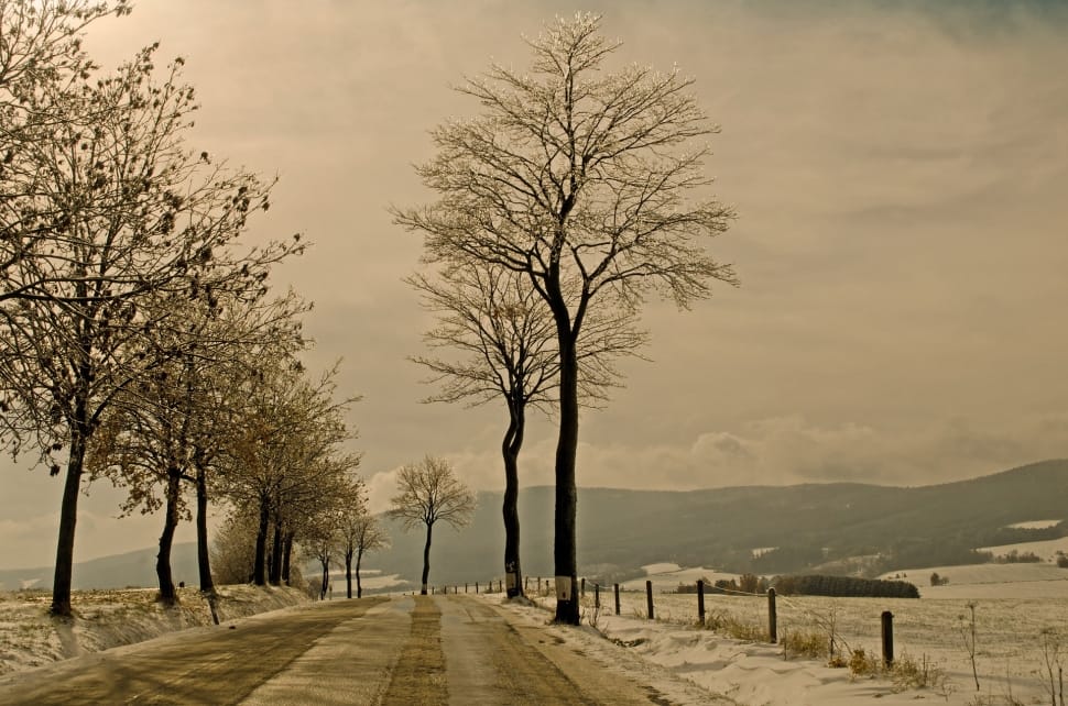 grey concrete road in between bare trees preview