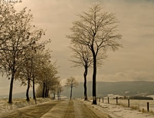 grey concrete road in between bare trees thumbnail