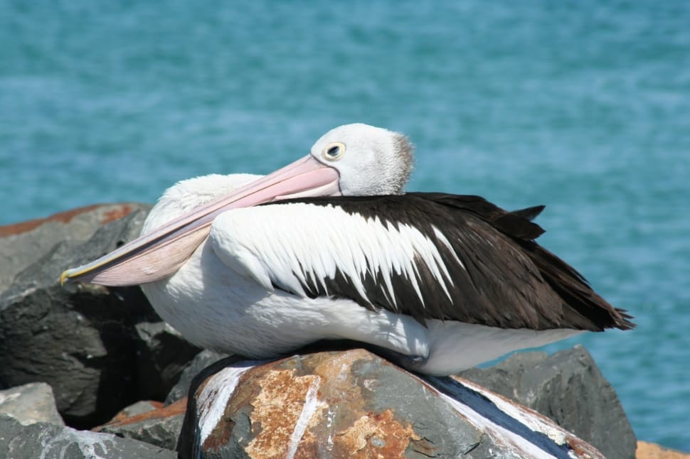 white and black pelican preview