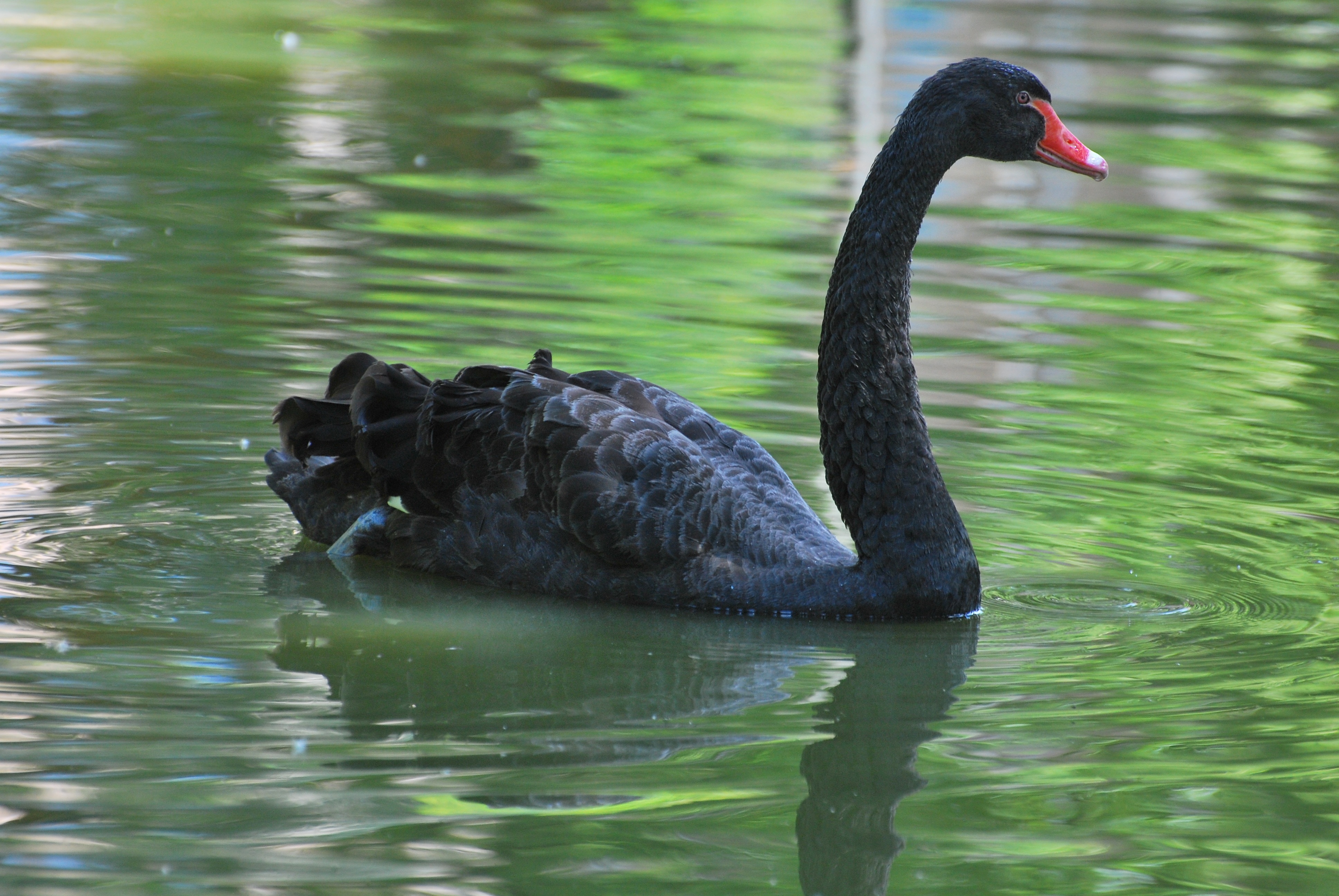 black swan free image Peakpx