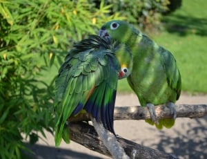 2 green parrots thumbnail