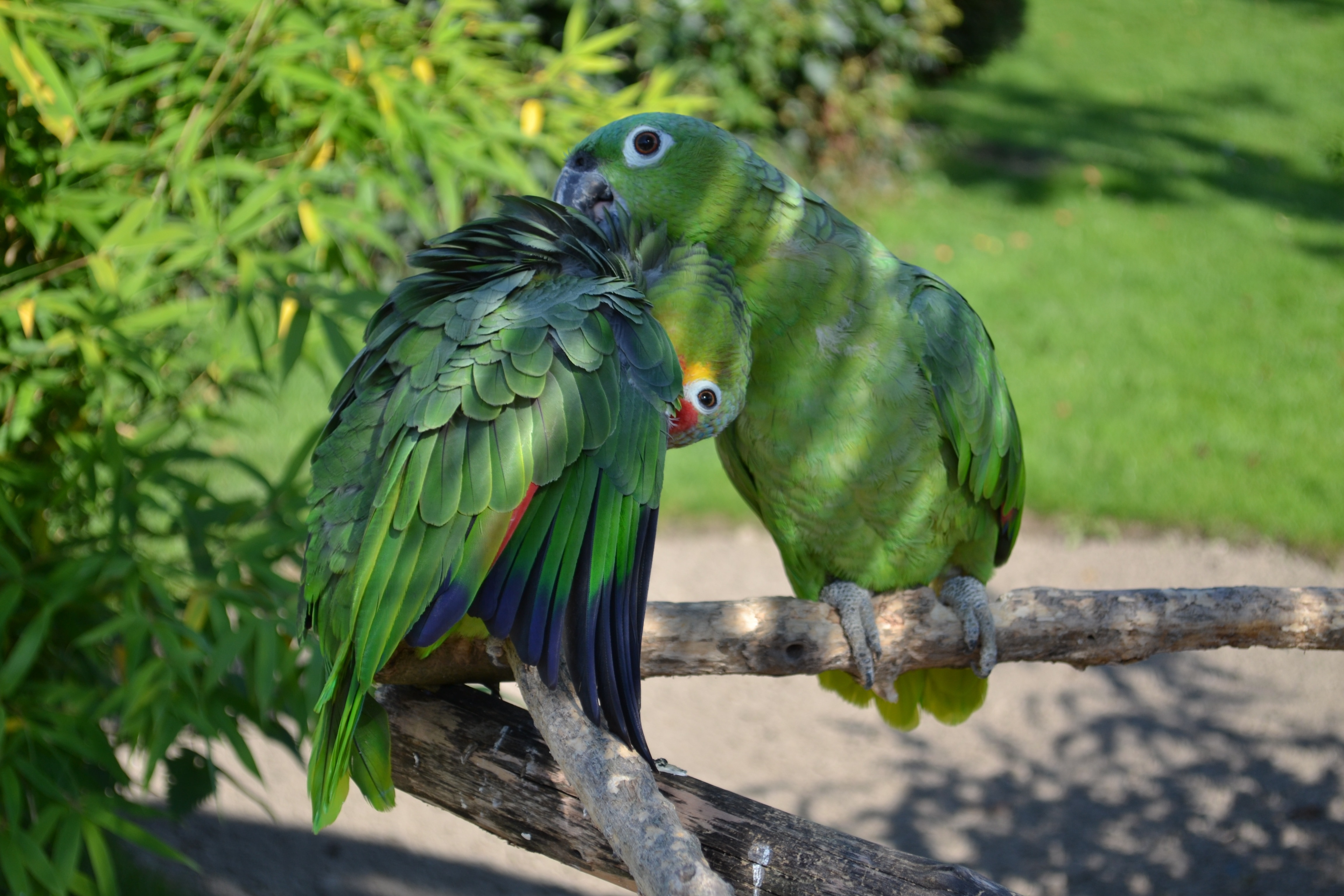 2 green parrots