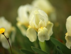Yellow dwarf iris flower thumbnail