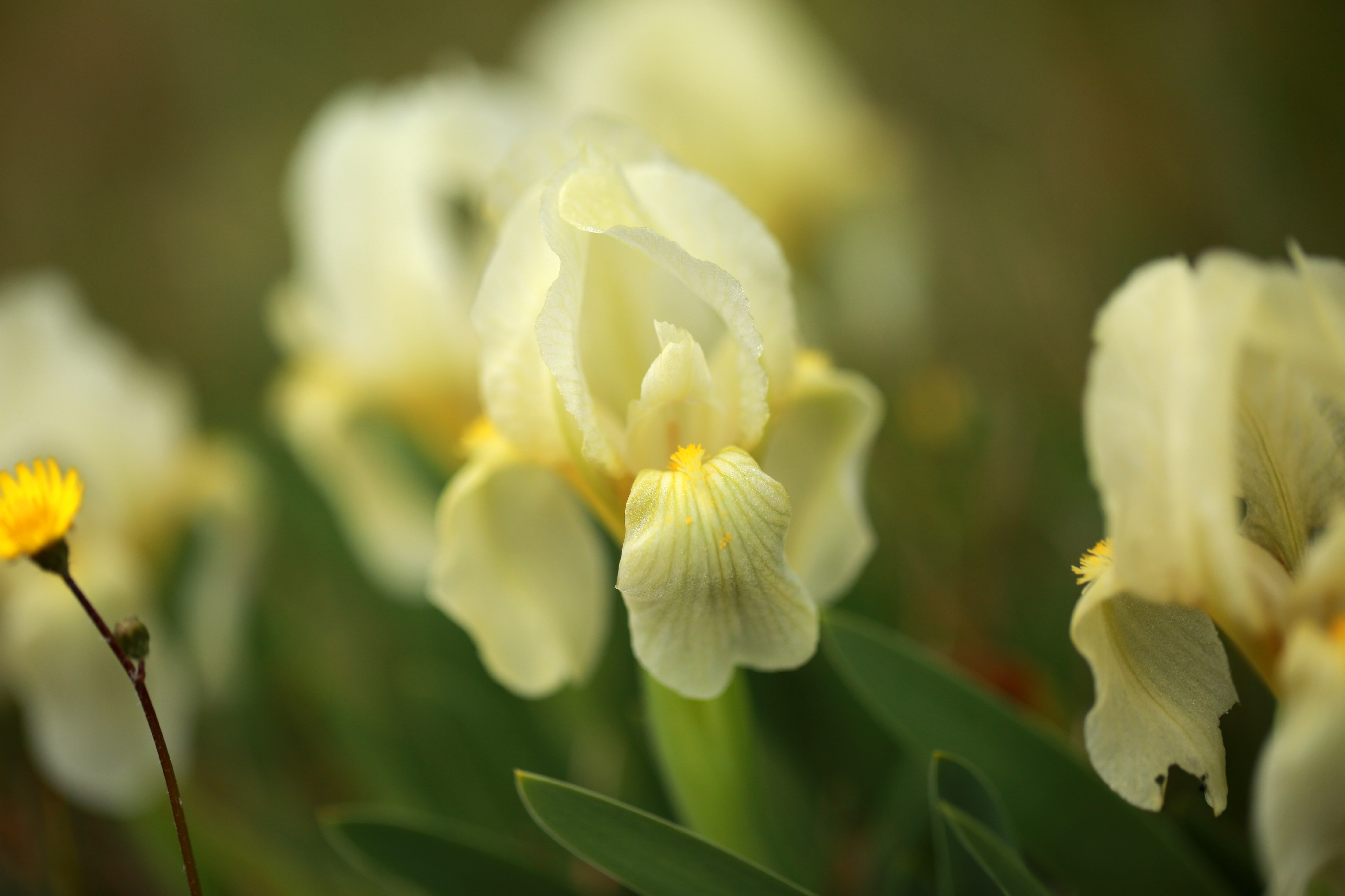 Yellow dwarf iris flower
