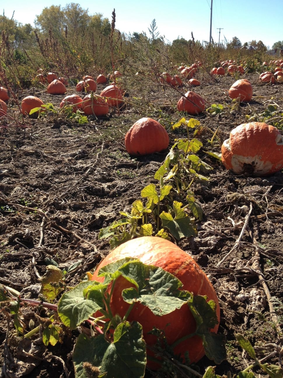 pumpkin field preview