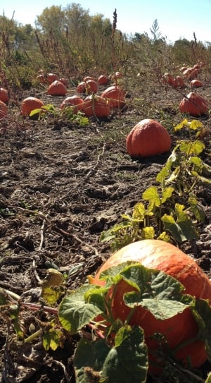 pumpkin field thumbnail