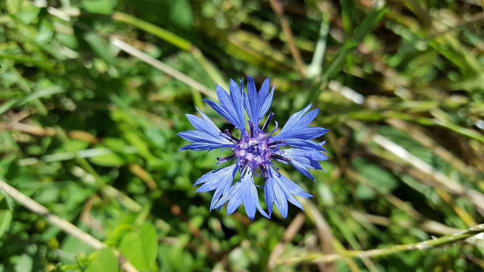 Cornflower Blue, Cornflower, Asteraceae, flower, growth preview