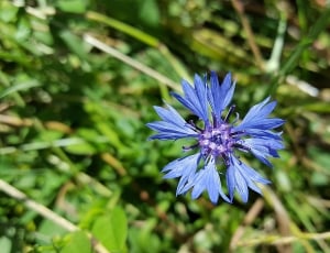 Cornflower Blue, Cornflower, Asteraceae, flower, growth thumbnail